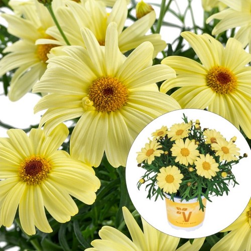 Argyranthemum frutescens 'Aramis® Lemon' - Põõsas-hõbekakar 'Aramis® Lemon' P9/0,55L